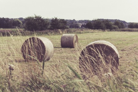 hay-918549_1280